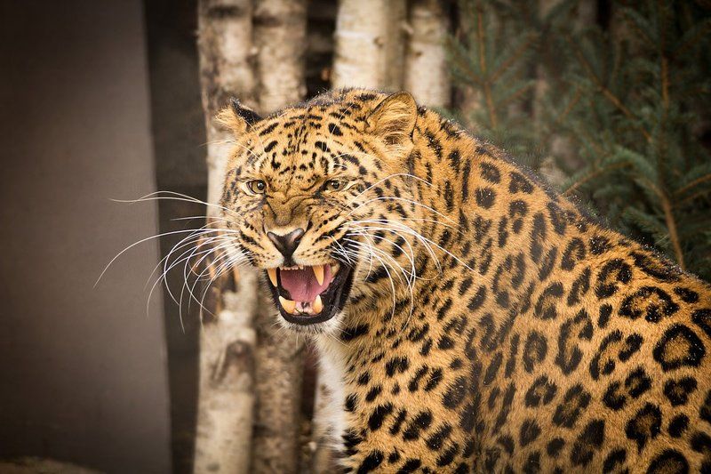 животные, дикие, леопард, зоопарк Хан сердится фото превью