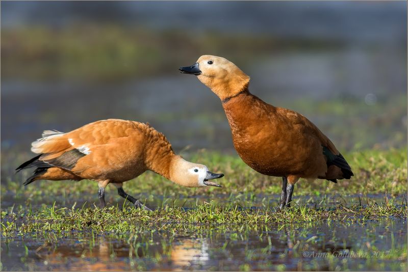 птицы, природа, огарь, красная утка, tadorna ferruginea, водоплавающие, весна, март, 2017, москва, коломенское В ритме танцаphoto preview