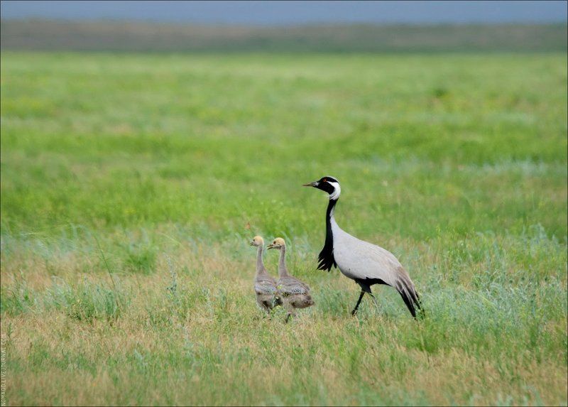 журавль Семейная прогулкаphoto preview