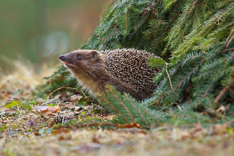ёж, ёжик, животные, весна, природа После зимней спячкиphoto preview