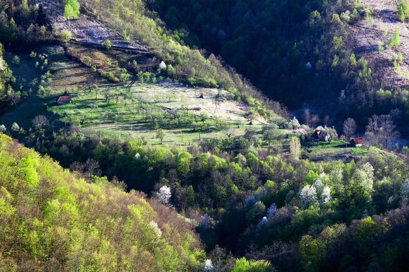 spring,colors,trees,flowers,nature,romania, Spring colorsphoto preview
