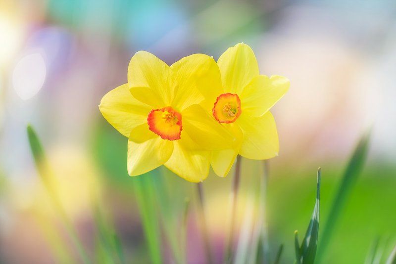 Весенние зарисовкиphoto preview