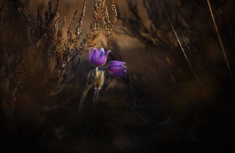 весна,первоцвет,сон-трава Весенний флирт...photo preview