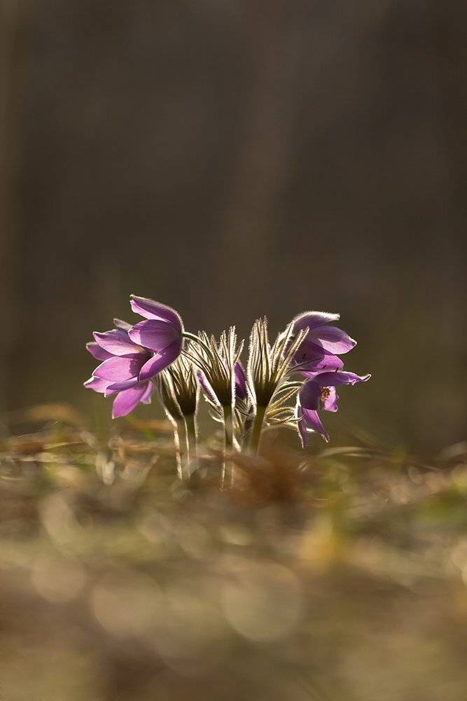 сестрички. Автор: Иваненко Светлана , Иваненко Светлана