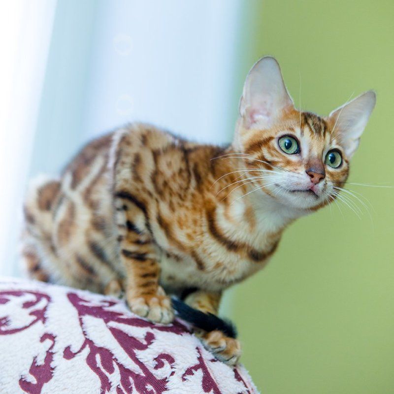 Любопытство не порок :)photo preview