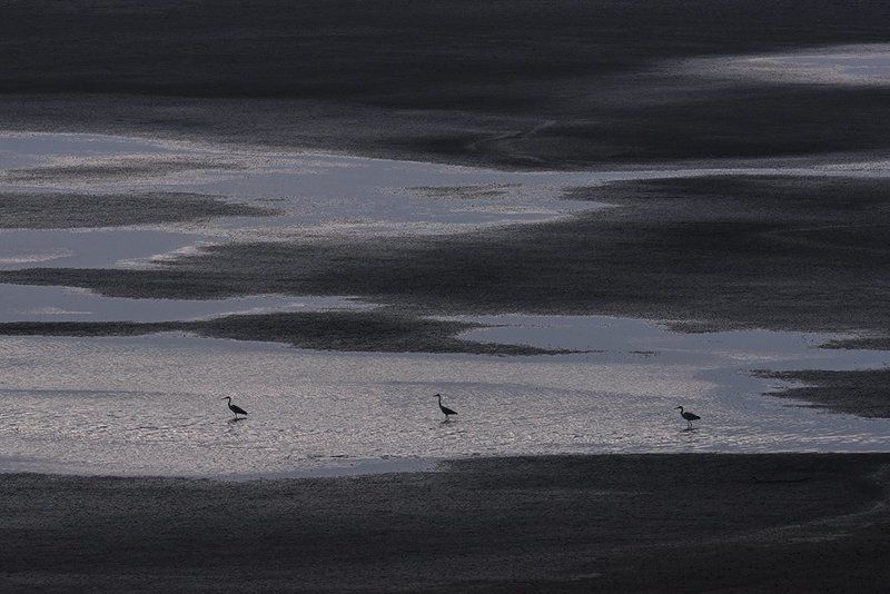 серые, , цапли марсианские хроникиphoto preview