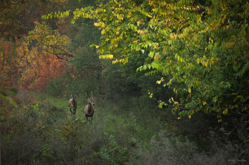 животные, лес, олень, олени, осень Осень для двоих фото превью