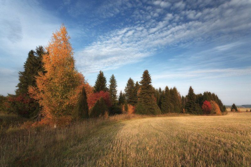 Поле трава лес краски осень облака Изгиб осеннего лесаphoto preview