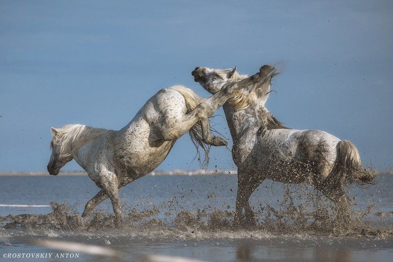 Камарг, жеребцы, бой, кони, Франция, Camargue точный ударphoto preview