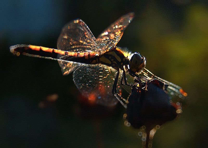 wake,macro,easter,eleven,light,sony,moment,detail, Libelle ©photo preview