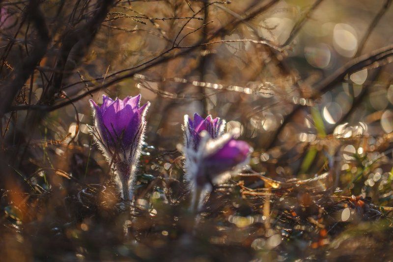 сон-трава,первоцвет,прострел,весна,макро Весна..photo preview