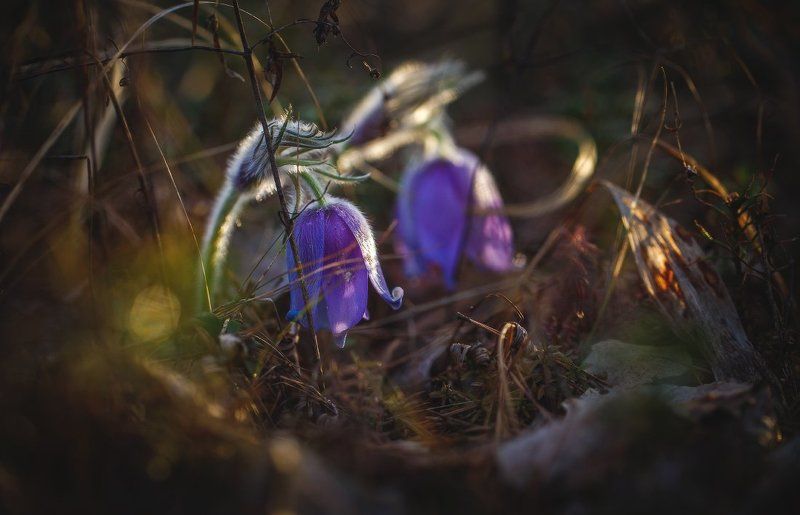 сон-трава,первоцвет,прострел,весна,макро Весенний звон..photo preview