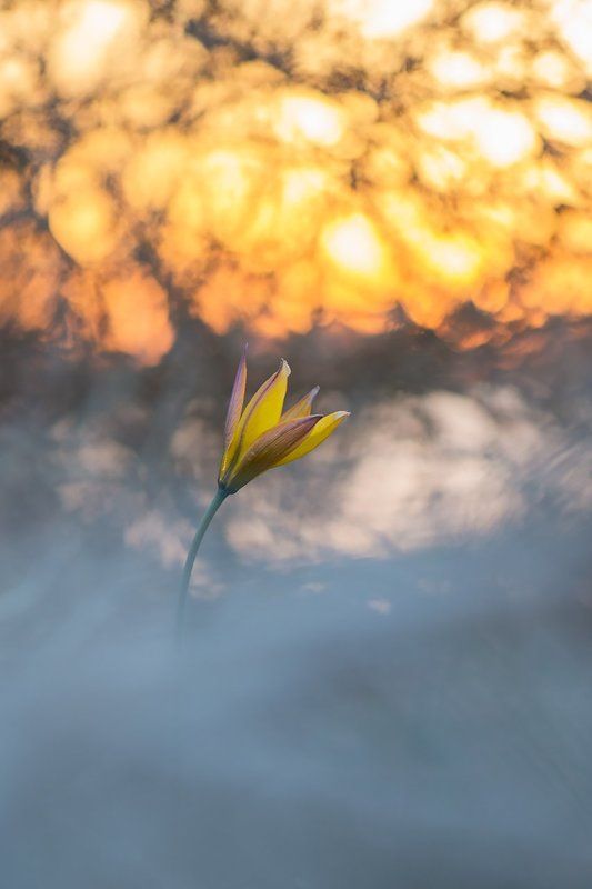 тюльпан,цветы,цветок,макро,растения,природа,flower,flowers,macro,sunset,nature Тюльпан Биберштейнаphoto preview