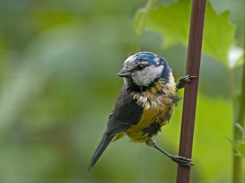 лазоревка, синица, птица Растрёпаphoto preview