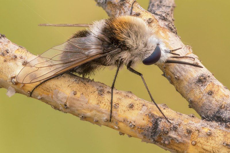 Bombylius ambustus  photo preview