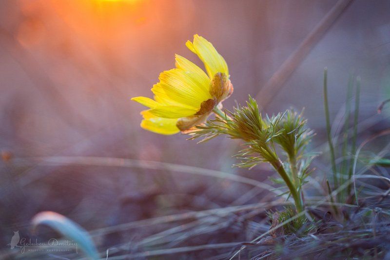 адонис, горицвет, цветы, макро, растения, macro, adonis, plants Горицвет фото превью