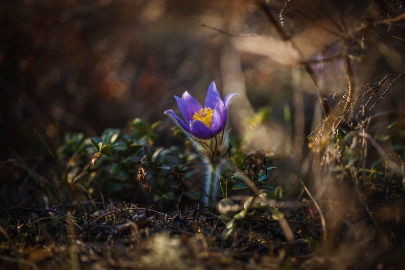сон-трава,первоцвет,прострел,весна,макро Сон-трава..photo preview
