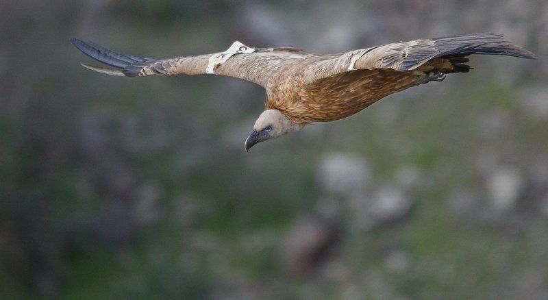 ..... Белоголовый сипphoto preview