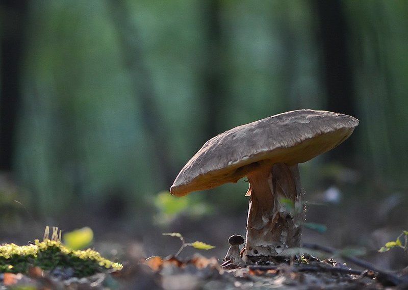 Лесные жителиphoto preview