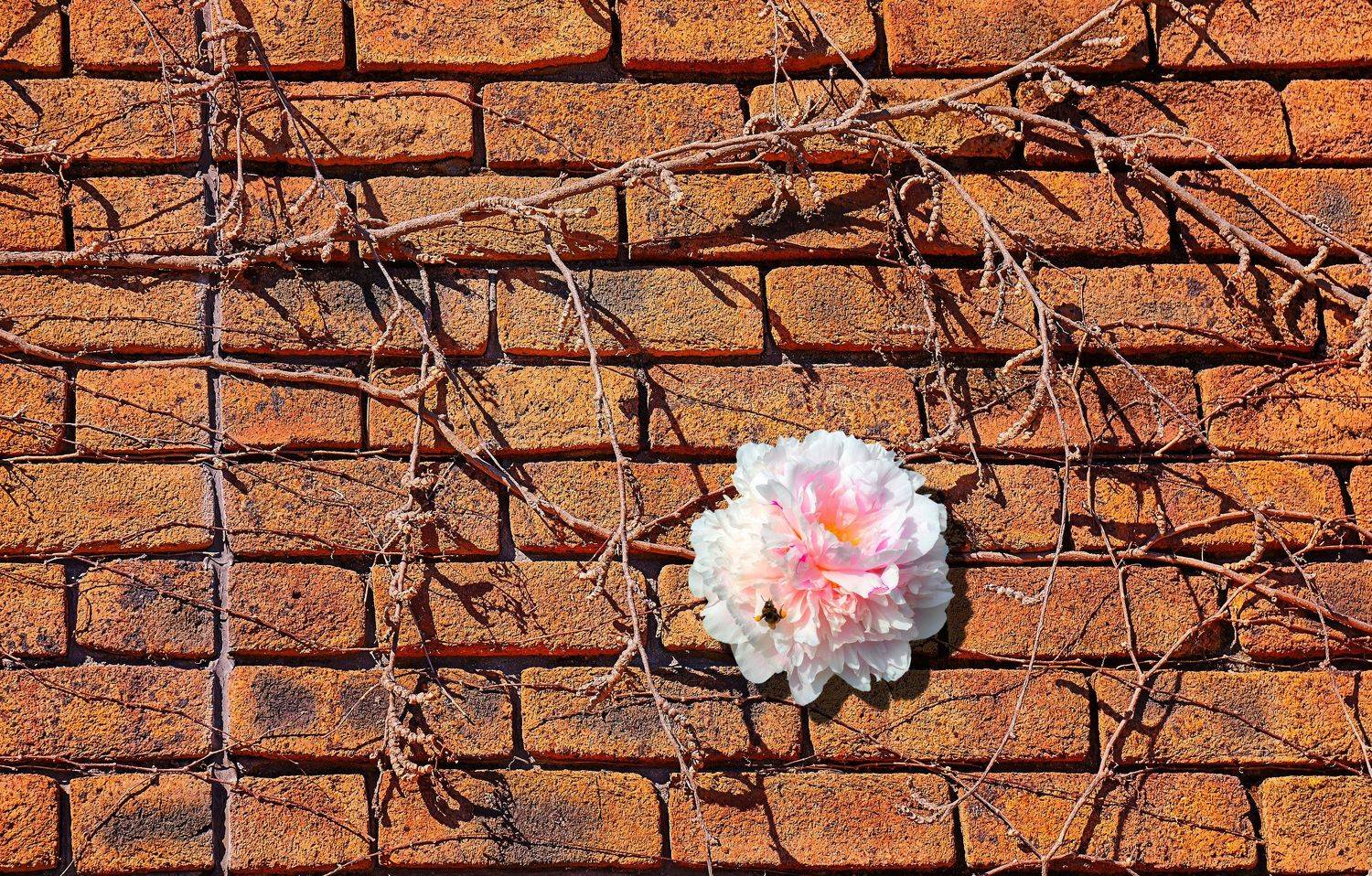 стена, Главин Андрей