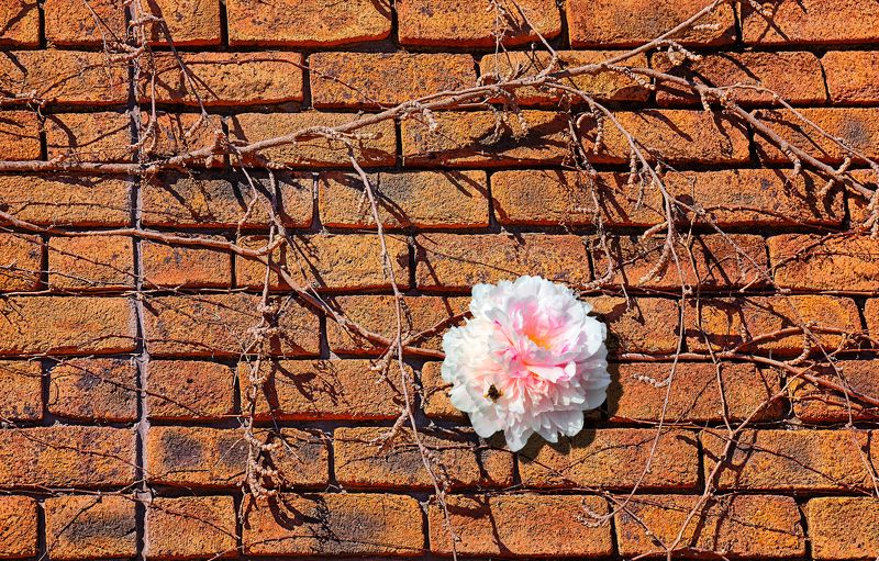 стена Живое и мертвоеphoto preview