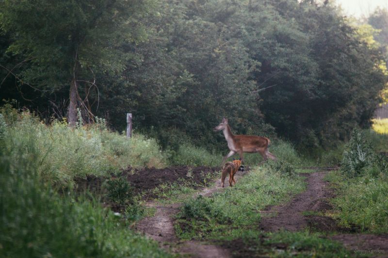 животные, лес, олень, осень, лисица, лиса Встреча! фото превью