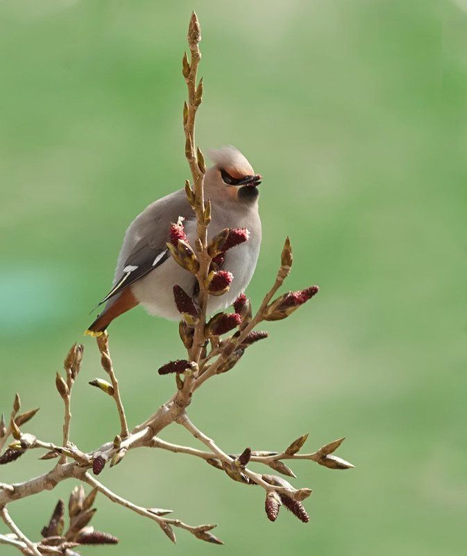свиристель ***photo preview