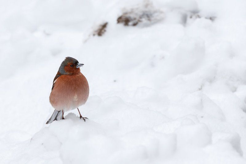 Птичья жизньphoto preview