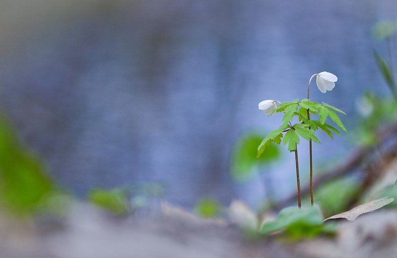 весна, любовь, цветы, ветреница С любимыми не расставайтесьphoto preview