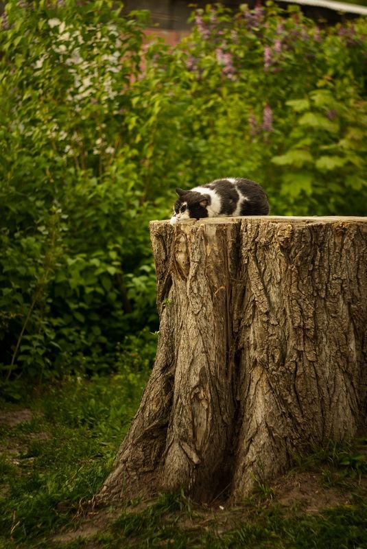 гелиос,никон д200,кот,пень,сказка как в сказке,да не совсемphoto preview