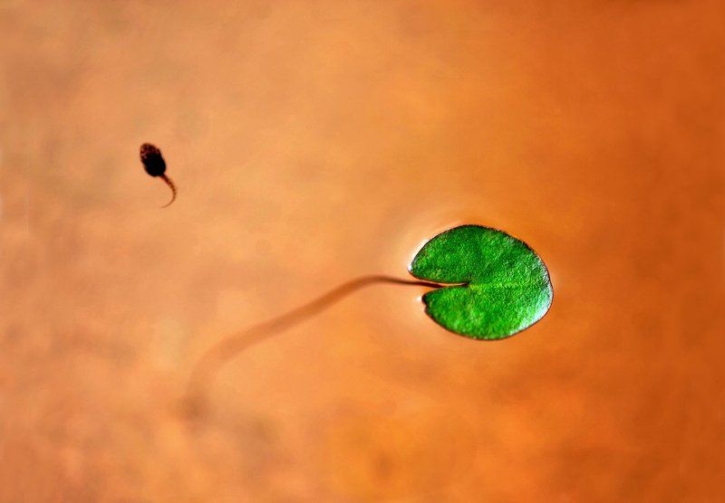Lotus pond springphoto preview