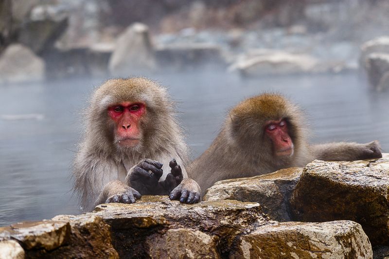 Спа для макакphoto preview