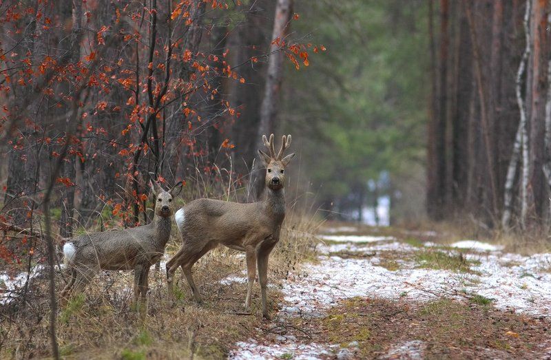 спрингмитингphoto preview