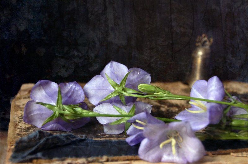 колокольчик, натюрморт Колокольчикиphoto preview