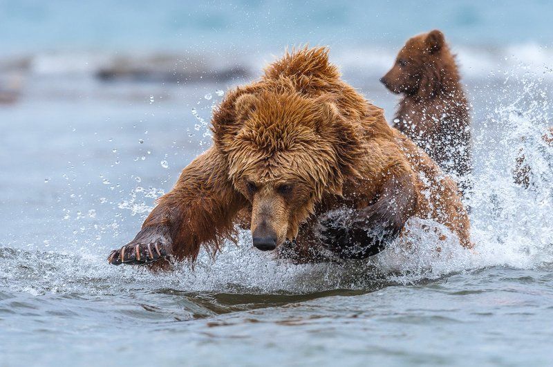 камчатка, бурый медведь,курильское озеро, сергей иванов Мамины урокиphoto preview