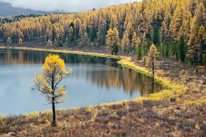 лиственницы, осень, отражения, горный алтай, озеро киделю 3 х 3 ... или Трижды Триптих ...photo preview