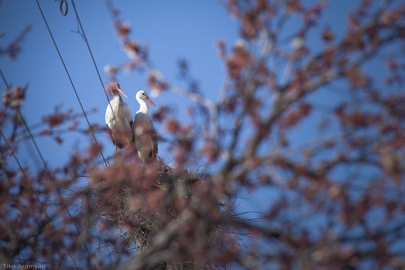 влюбленныеphoto preview