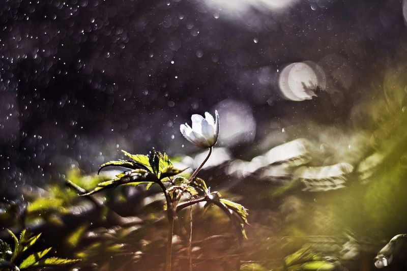 nature, evening, flower, nikon, beauty Flower*photo preview