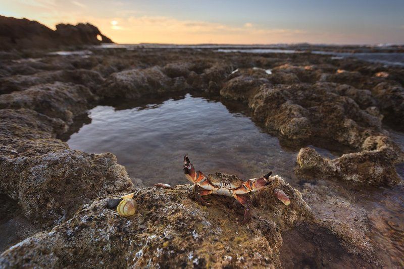 краб, море, пейзаж, ракушки, закат, средиземное море, клешни, животные, природа, камни, облака, Держи крабаphoto preview