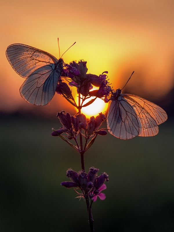 макро, закат, бабочки, бабочка, белянка Вечер белянокphoto preview