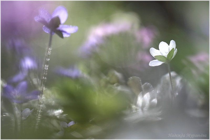 печёночница,  hepática,  перелеска Про веснуphoto preview