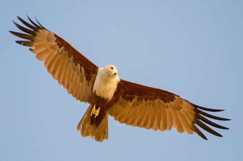 браминский коршун браминский коршунphoto preview