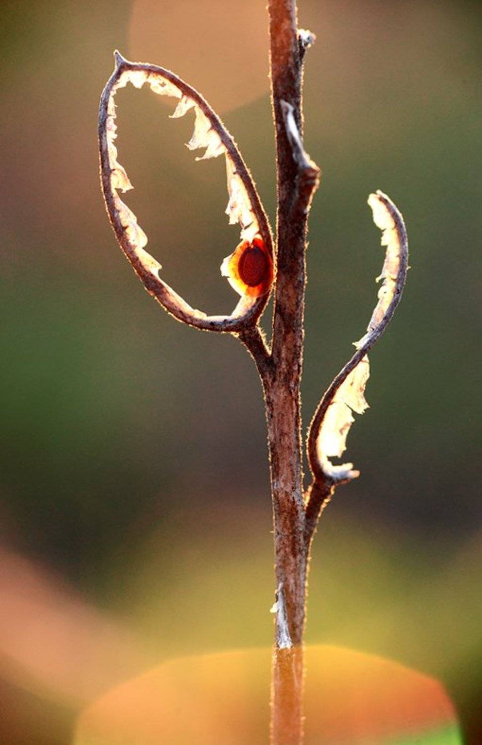 , Алёна Шевцова