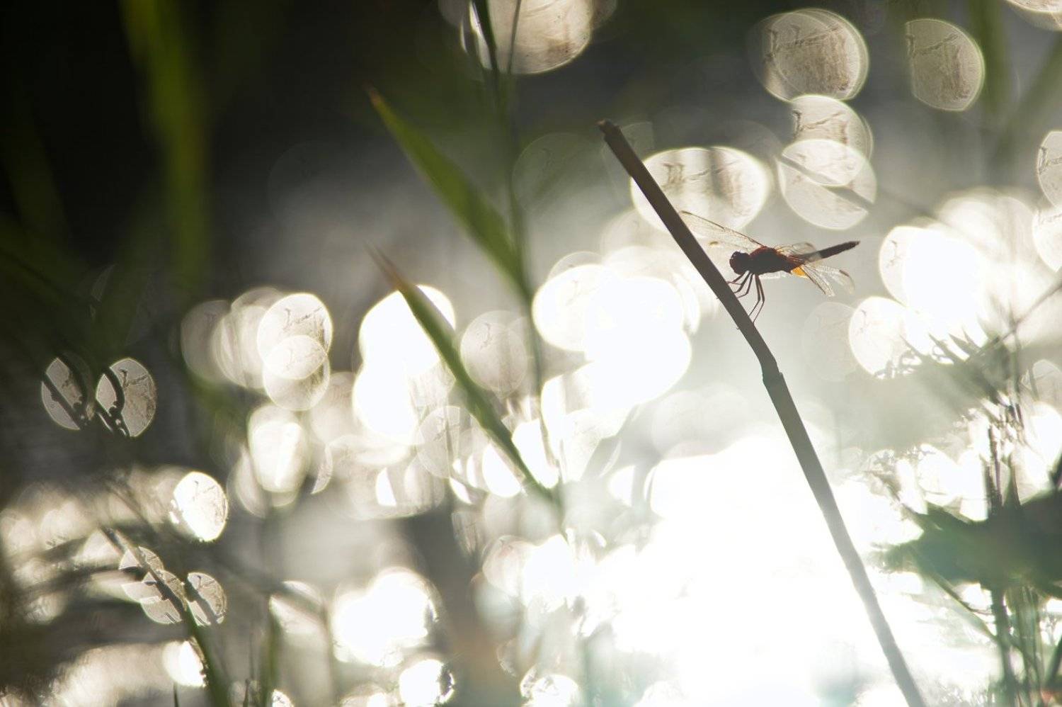 ***. Автор: Илья Гомыранов узбекистан, макро, природа, насекомые, стрекоза, пустыня, бухара, insect, nature, wildlife, dragonfly, ozbekiston, desert, macro, light, Илья Гомыранов