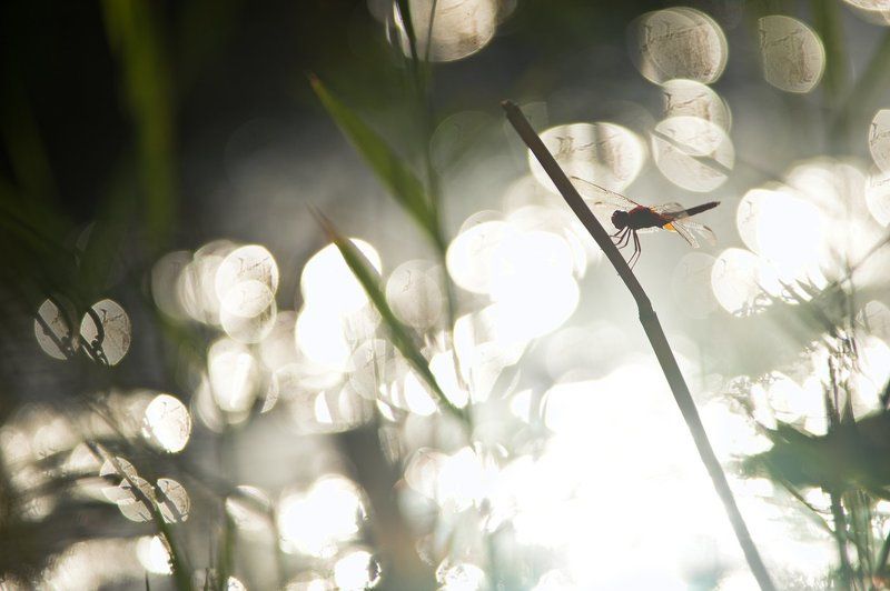 узбекистан, макро, природа, насекомые, стрекоза, пустыня, бухара, insect, nature, wildlife, dragonfly, ozbekiston, desert, macro, light ***photo preview