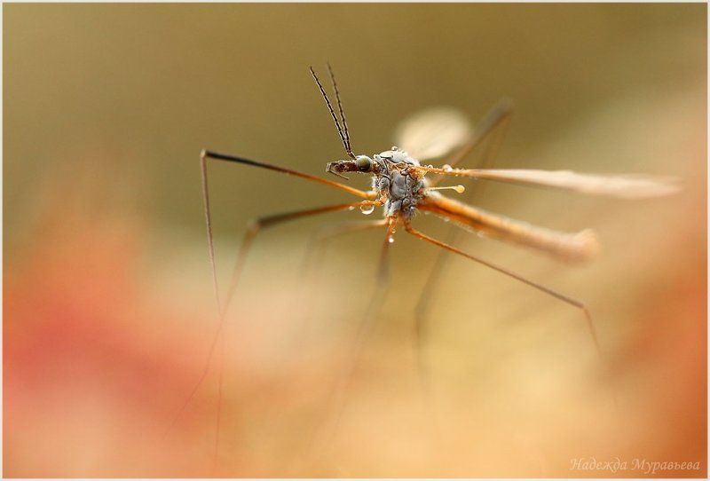 tipulidae,  долгоножка,  комар Марсианские хроникиphoto preview
