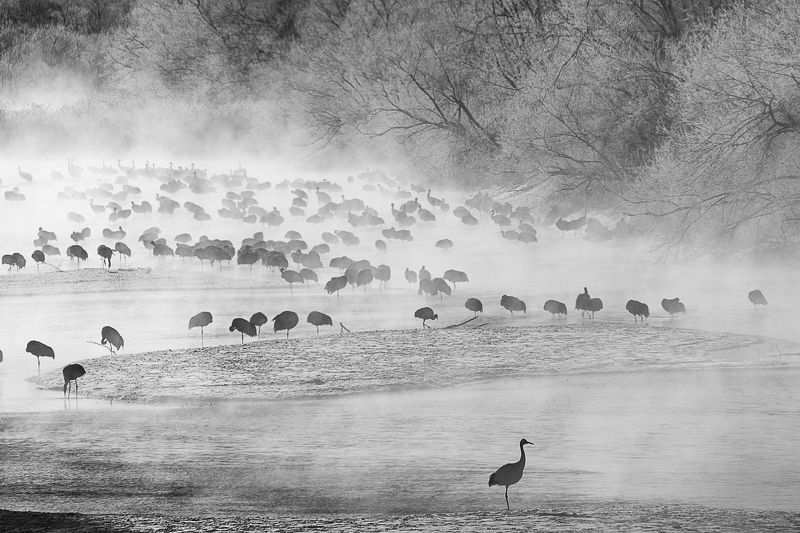 Журавлиная заводьphoto preview