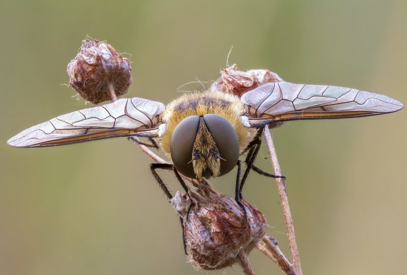 Villa sp.photo preview