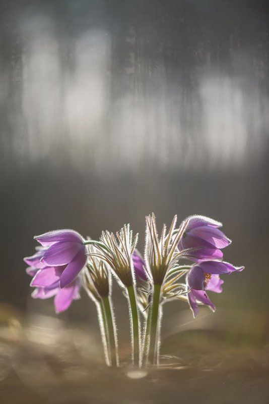 Прострелыphoto preview