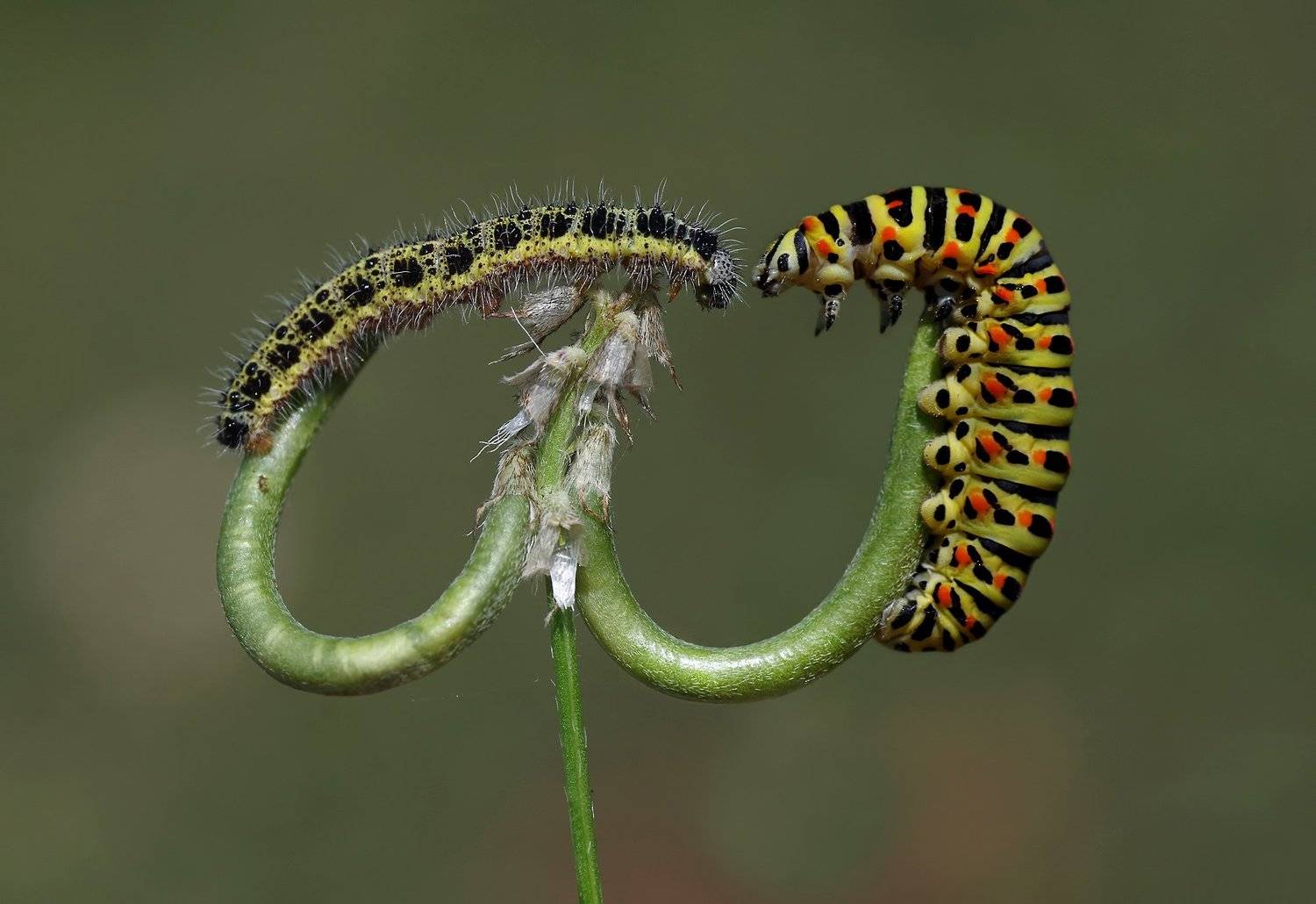 animals,nature, macro,caterpillar, two, meeting, Savas Sener